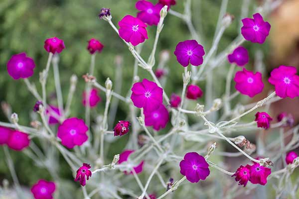 Firletka kwiecista (Lychnis coronaria)