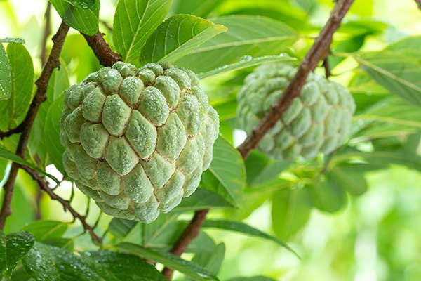Flaszowiec łuskowaty (Annona squamosa)