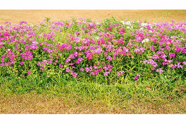 Floks Drummonda (Phlox drummondii)