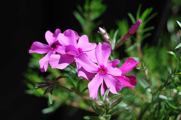 Floks szydlasty (Phlox subulata)