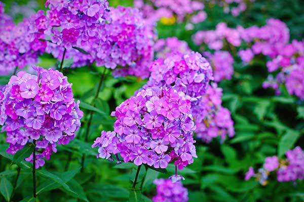 Floks wiechowaty (Phlox paniculata)