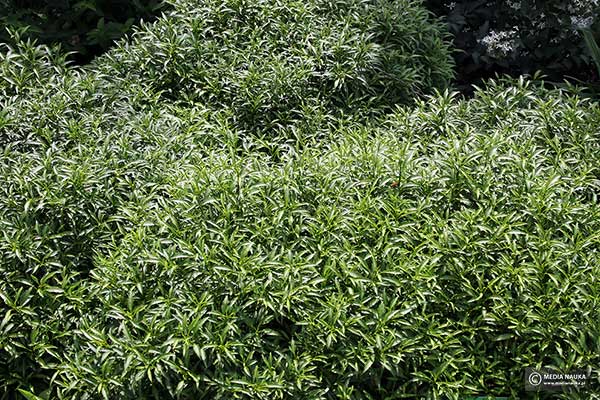Forsycja zielona (Forsythia viridissima)