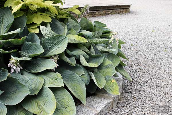 Funkia 'Blue Vision' (Hosta hybr.)