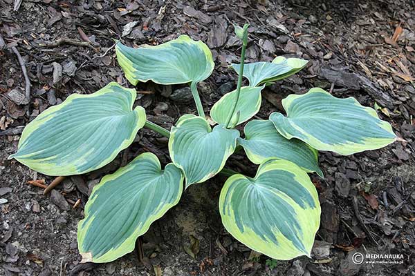 Funkia 'Earth Angel' (Hosta hybr.)