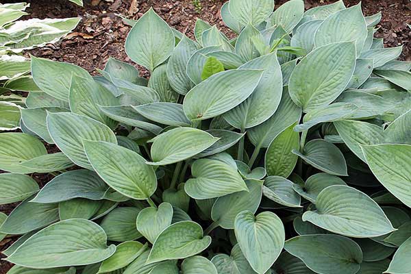 Funkia 'Fortunei Hyacinthina' (Hosta hybr.)