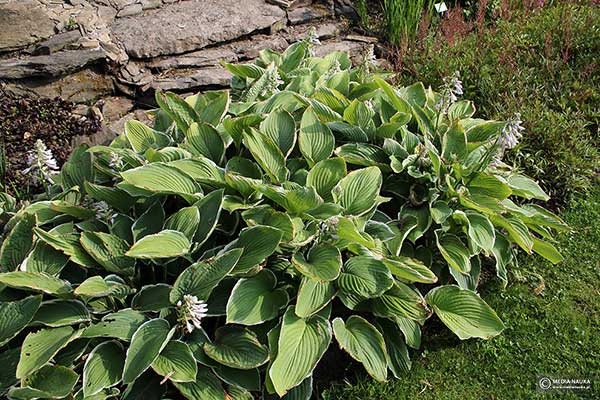 Funkia 'Frosted Jade' (Hosta hybr.)