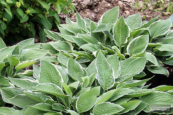 Funkia 'Gloriosa' (Hosta hybr.)