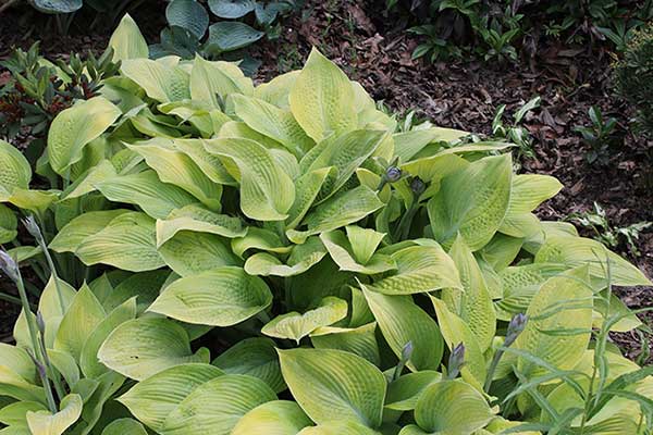 Funkia 'Gold Regal' (Hosta hybr.)