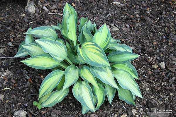 Funkia 'June' (Hosta hybr.)