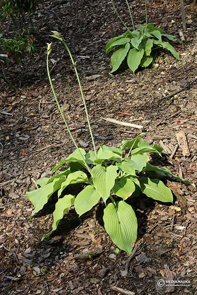 Funkia 'Jurassic Park' (Hosta hybr.)