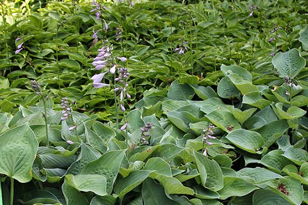 Funkia 'Pearl Lake' (Hosta hybr.)