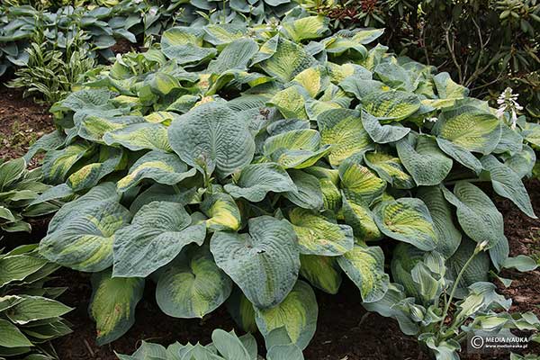 Funkia Siebolda (Hosta sieboldii)