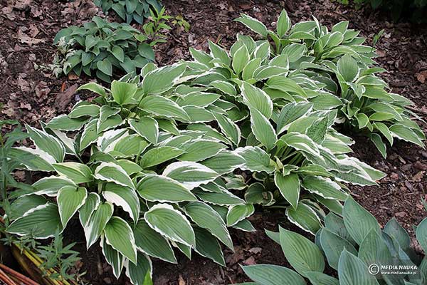 Funkia 'Susan' (Hosta hybr.)