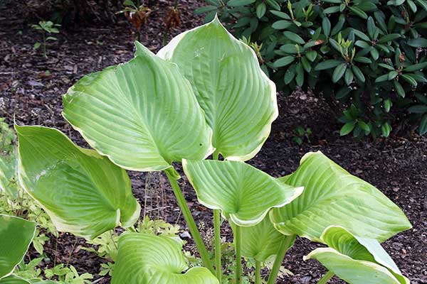 Funkia 'Winter Snow' (Hosta hybr.)