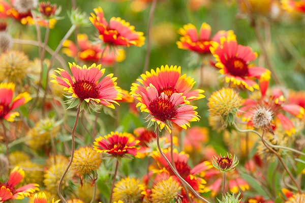 Gailardia nadobna (Gaillardia pulchella)