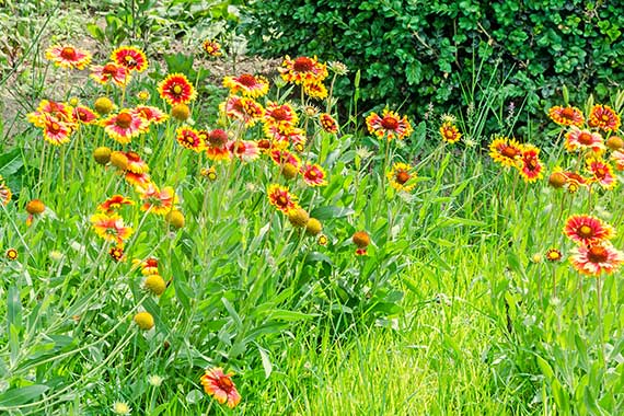 Gailardia oścista (Gaillardia aristata)