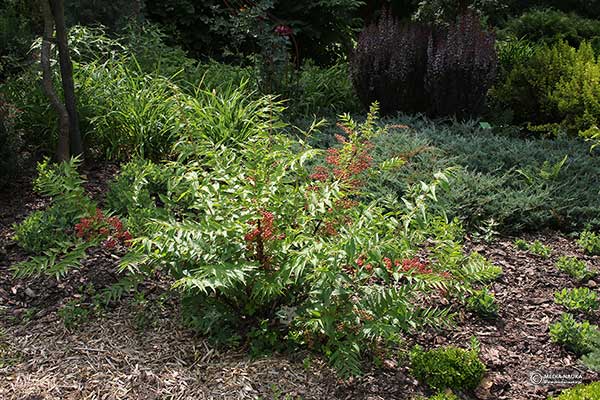 Garbownik japoński (Coriaria japonica)