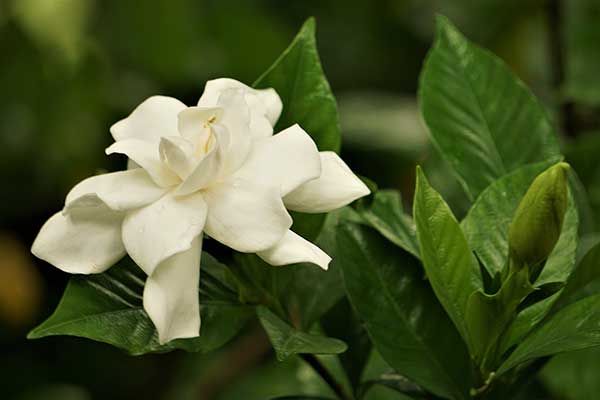 Gardenia jaśminowata (Gardenia jasminoides)