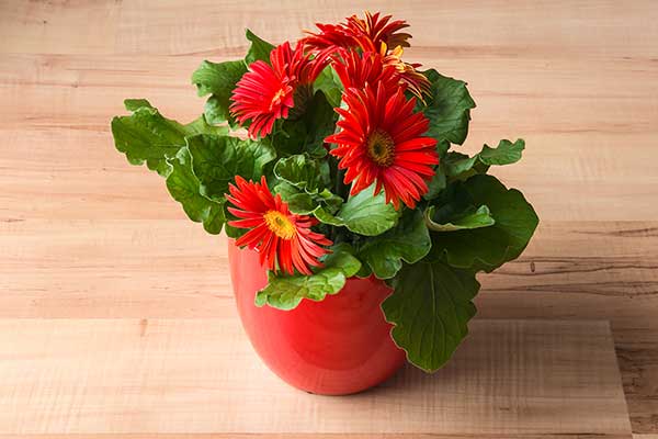 Gerbera Jamesona (Gerbera jamesonii)