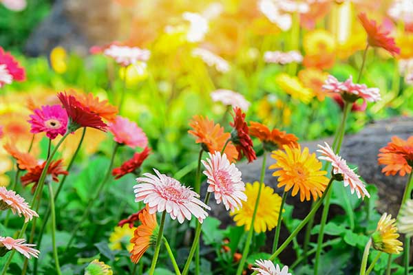 Gerbera