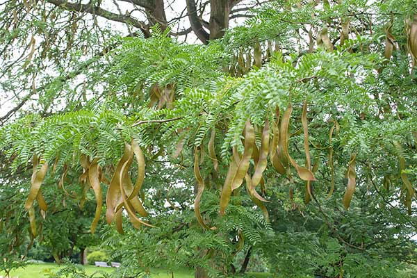 Glediczja trójcierniowa, iglicznia trójcierniowa (Gleditsia triacanthos)