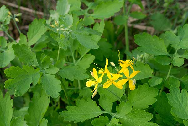 Glistnik jaskółcze ziele (Chelidonium majus)