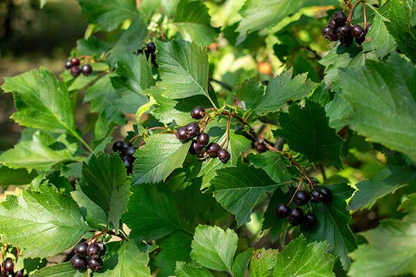 Głóg czarny (Crataegus nigra)