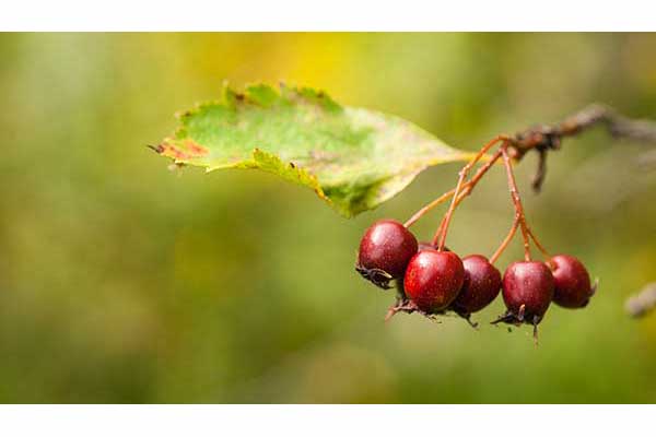 Głóg Douglasa (Crataegus douglasii)