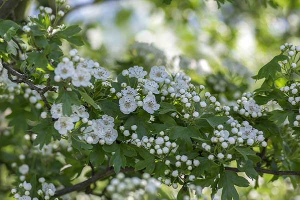 Głóg dwuszyjkowy (Crataegus laevigata)