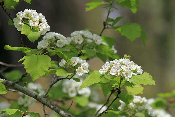 Głóg miękki (Crataegus mollis)