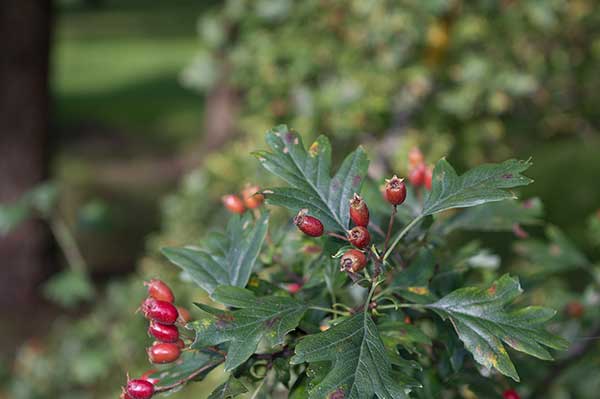 Głóg odgiętodziałkowy (Crataegus rhipidophylla)