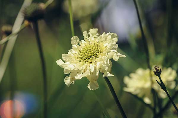 Głowaczek olbrzymi, głowaczek tatarski (Cephalaria gigantea)