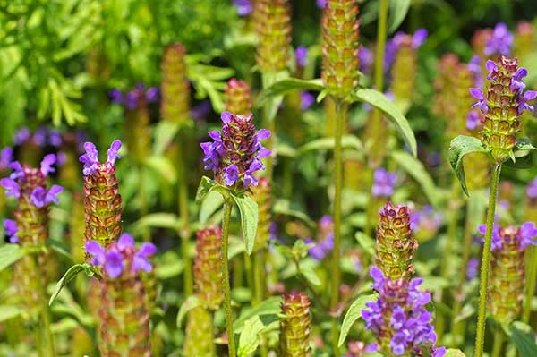 Głowienka pospolita (Prunella vulgaris)