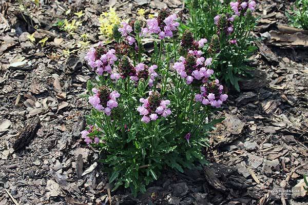 Głowienka wielkokwiatowa (Prunella grandiflora)