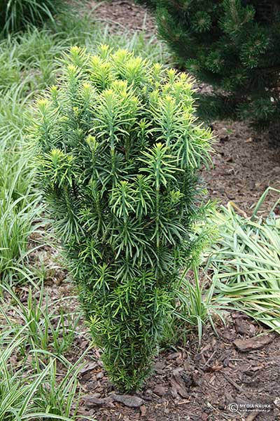 Głowocis japoński (Cephalotaxus harringtonia)