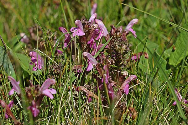 Gnidosz rozesłany (Pedicularis sylvatica)