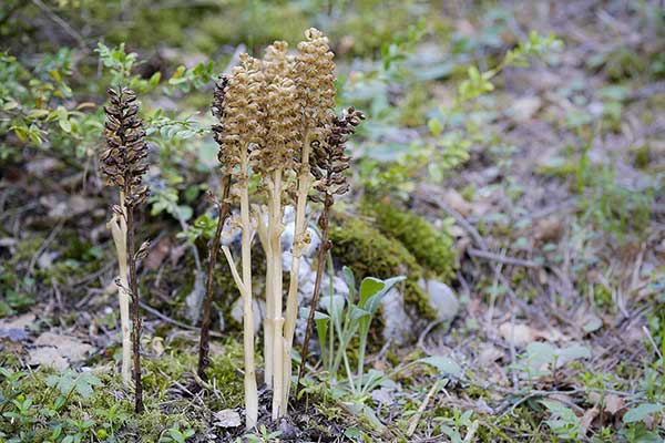 Gnieźnik leśny, gniazdosz (Neottia nidus-avis)