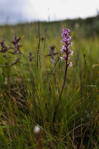 Gółka długoostrogowa, koślarek (Gymnadenia conopsea)