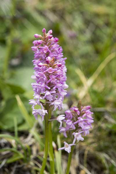 Gółka wonna (Gymnadenia odoratissima)