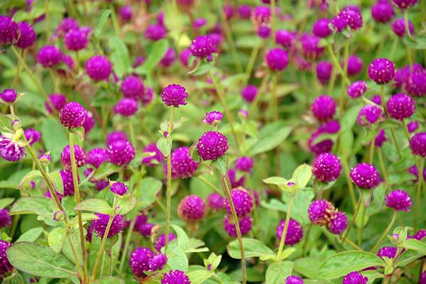 Gomfrena kulista (Gomphrena globosa)