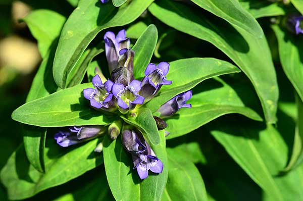 Goryczka krzyżowa (Gentiana cruciata)