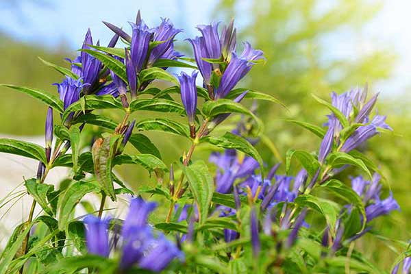 Goryczka trojeściowa (Gentiana asclepiadea)