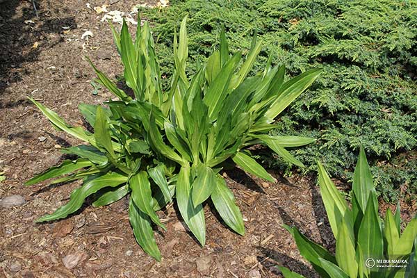 Goryczka tybetańska (Gentiana tibetica)