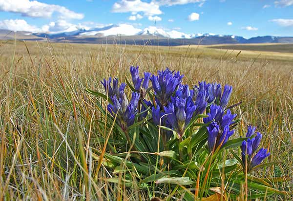 Goryczka wąskolistna (Gentiana pneumonanthe)