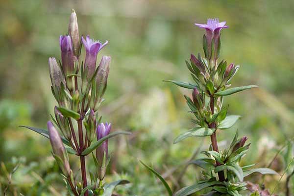 Goryczuszka gorzkawa (Gentianella amarella)