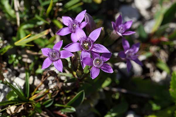 Goryczuszka  Wettsteina (Gentianella germanica)