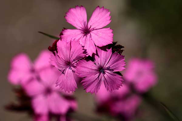 Goździk kartuzek (Dianthus carthusianorum)