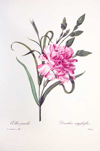 Goździk ogrodowy (Dianthus caryophyllus)