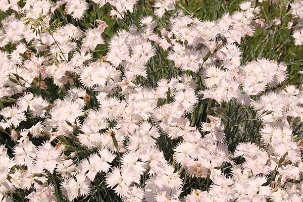 Goździk pierzasty (Dianthus plumarius)