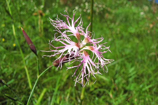 Goździk pyszny (Dianthus superbus)